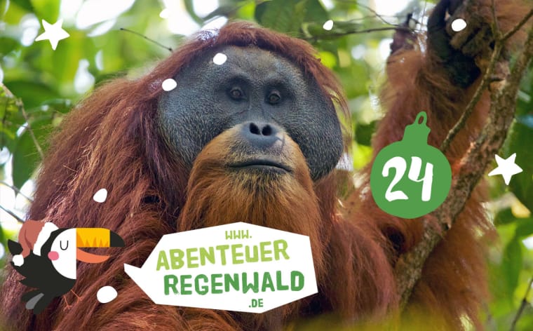 Das Bild zeigt den Orang-Utan bis zur Taille in einem Baum. Er hat langes hellbraunes Fell und ein rundes dunkles Gesicht