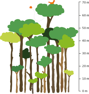 Illustrierte Bäume unterschiedlicher Höhe zeigen den Stockwerkbau des Regenwaldes. An der rechten Seite ist eine Meterleiste zu sehen. 