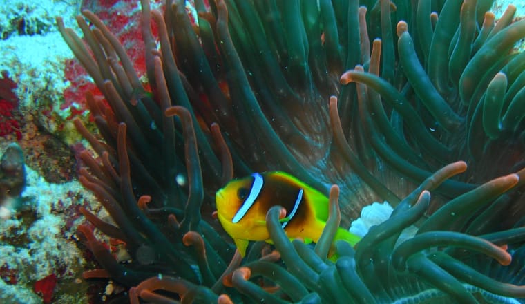 Clownfisch (auch Anemonenfisch) zwischen den Tentakeln einer Seeanemone, mit der er in Partnerschaft lebt