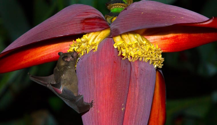 Blütenfledermaus trinkt Nektar an einer Bananenblüte