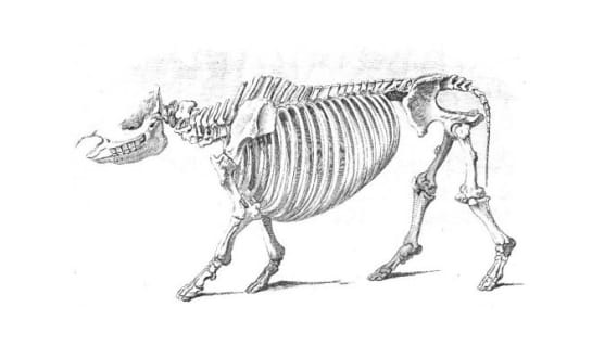 Zeichnung eines Skeletts eines Sumatra-Nashorn