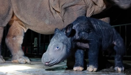 Neugeborenes Nashorn steht vor der Mutter, von der man nur den Körper und die Hinterbeine sieht