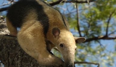 Ameisenbär sitzt auf einem Ast im Cerrado