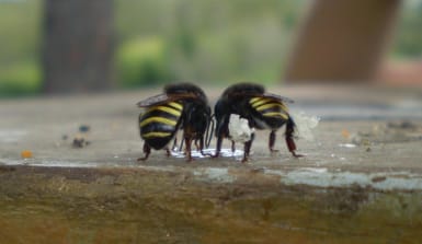 Zwei schwarzgelb gestreifte Bienen trinken aus einer Pfütze. Eine von ihnen hat seitlich weiße Pollenkörbchen