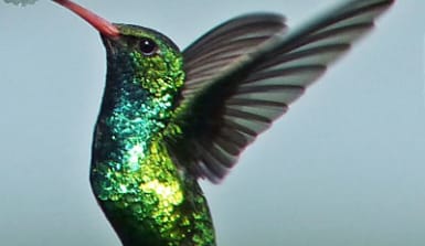 Schillernder Kolibri in Argentinien