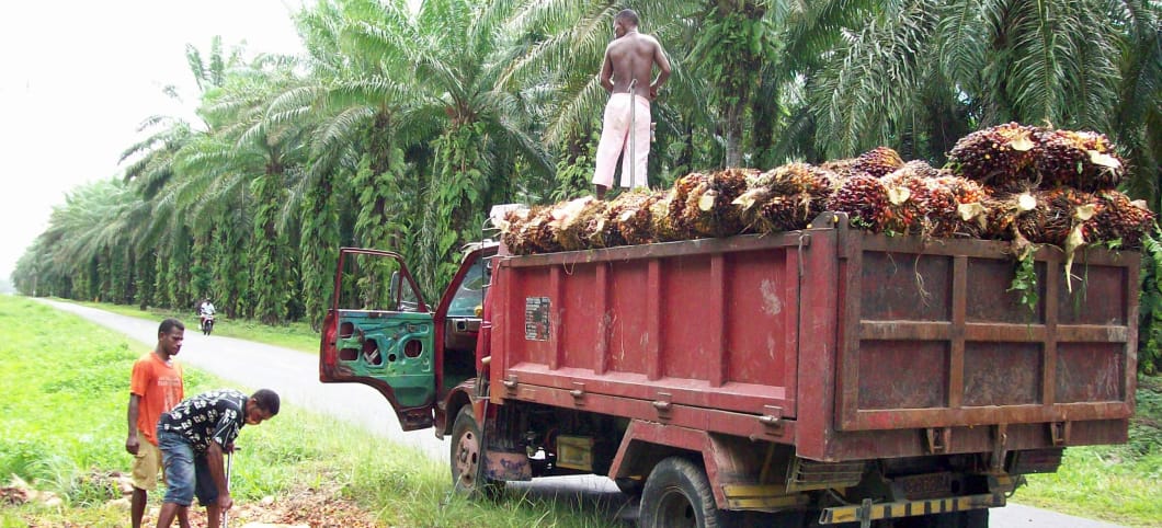 Ernte der Palmölfrüchte in Westpapua, Indonesien