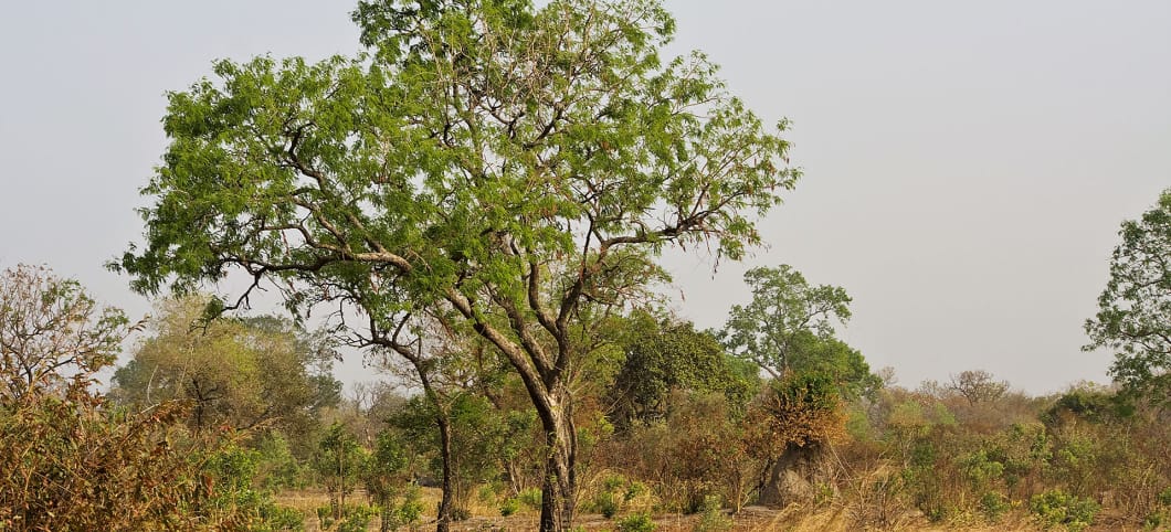 Junge Mahagonibäume im Kiang West Nationalpark in Gambia. Die langsam wachsenden Mahagonibäume erkennt man einfach an ihrem saftigen Grün inmitten der trockenen Landschaft. Selbst im Nationalpark werden die letzten verbleibenden Bäume gefällt. Obwohl die Bäume geschützt sind, erhält man für wenig Bestechungsgeld eine Lizenz zum Schlagen der Bäume.