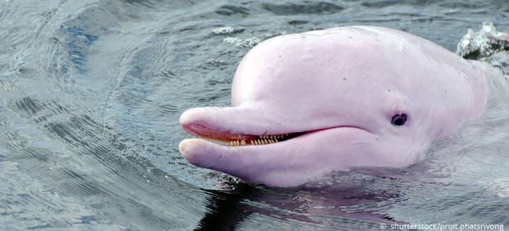 pinker Amazonas-Flussdelfin schaut aus dem Wasser