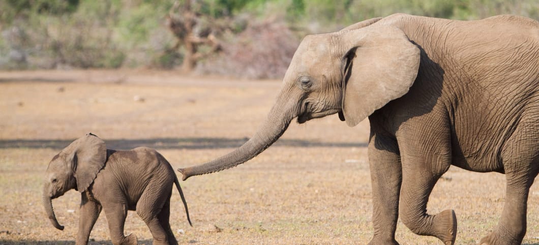 Ein kleines Elefantenbaby läuft vorne weg, eine afrikanische Elefantenkuh läfut mit ausgestrecktem Rüssel hinter ihm her. 
